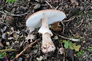 amanita rubescens (1000 x 666).jpg_product_product_product_product_product_product_product_product_product